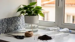 Vaso autoirrigável: como funciona e quanto tempo dura a água no reservatório