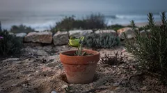A flor que parece um beija-flor: o que é a Crotalaria cunninghamii e como a reconhecer