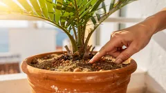 Coqueiro em vaso: cuidados essenciais para crescer saudável em casa