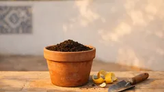 Cascas de limão no limoeiro: ajudam mesmo ou podem estragar a terra