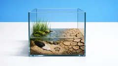 Biodiversidade em Portugal: os números que mostram porque estamos a perder espécies