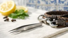 Carraças em cães e gatos: os truques caseiros que não deve usar