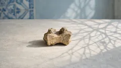 Novas datas de fósseis na China podem reescrever a história da evolução humana