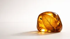 Descoberta em âmbar revela árvore extinta de há 23 milhões de anos