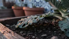 Como identificar e travar lagartas na horta antes que arrasem as plantas