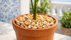 Cascas de pistache: 5 formas úteis de as reaproveitar em casa e no jardim
