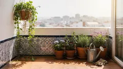 Como cuidar do aspargo-samambaia e mantê-lo verde e fofo o ano inteiro