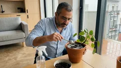 Bolor branco na terra do vaso: o que é e como resolver sem stress